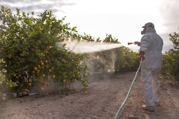 Best Emergency Pest Control  in Center Point, NM