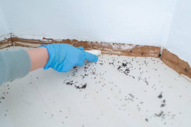 Best Affordable Pest Control Services  in Center Point, NM